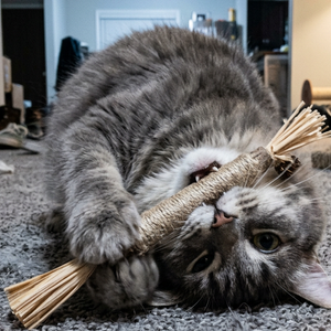 Stronger Than Catnip