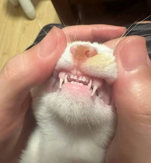 Cleans Teeth Naturally